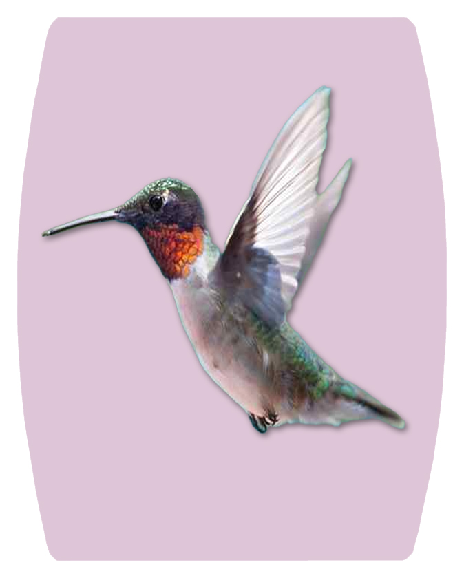 DAREC Hummingbird on Lilac 2 PROOF